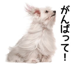 Dog Photo Stickers 01 sticker #14392455