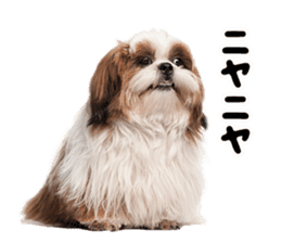 Dog Photo Stickers 01 sticker #14392456