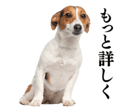 Dog Photo Stickers 01 sticker #14392460