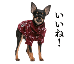 Dog Photo Stickers 01 sticker #14392461