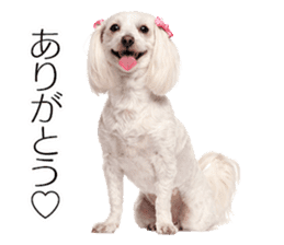Dog Photo Stickers 01 sticker #14392462