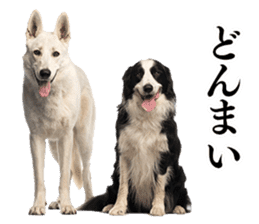 Dog Photo Stickers 01 sticker #14392463