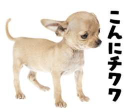 Dog Photo Stickers 01 sticker #14392467
