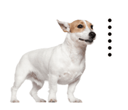Dog Photo Stickers 01 sticker #14392469
