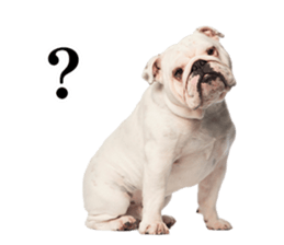 Dog Photo Stickers 01 sticker #14392470