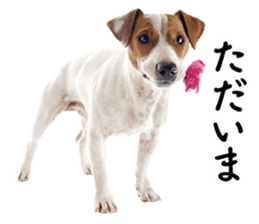 Dog Photo Stickers 01 sticker #14392474