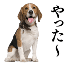 Dog Photo Stickers 01 sticker #14392475