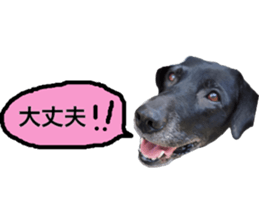 Labrador RHG sticker #14394103