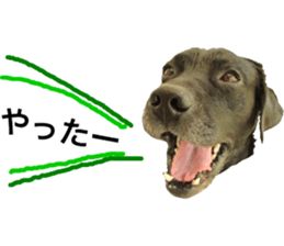 Labrador RHG sticker #14394105