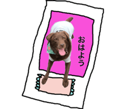 Labrador RHG sticker #14394108