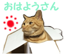 cat giftbox sticker #14396622
