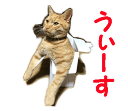 cat giftbox sticker #14396623