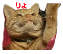 cat giftbox sticker #14396624