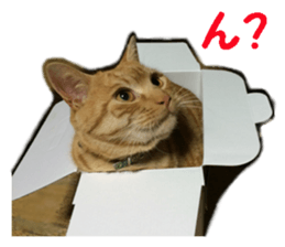 cat giftbox sticker #14396625