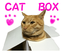 cat giftbox sticker #14396626