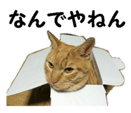 cat giftbox sticker #14396627
