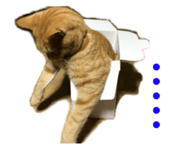 cat giftbox sticker #14396628