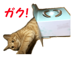 cat giftbox sticker #14396629