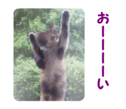 Pochi&Ichigo sticker #14397402