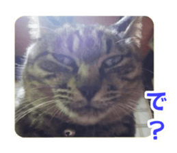 Pochi&Ichigo sticker #14397404