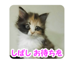 Pochi&Ichigo sticker #14397406