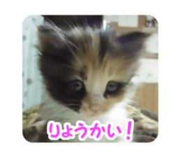 Pochi&Ichigo sticker #14397408