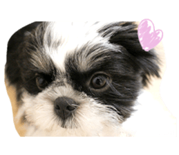 Si-zu picture2 sticker #14399143