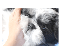 Si-zu picture2 sticker #14399149