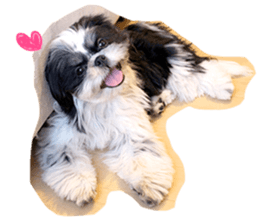 Si-zu picture2 sticker #14399166