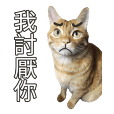 cartoon face cat 2 sticker #14404030