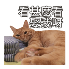 cartoon face cat 2 sticker #14404046