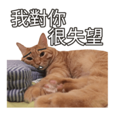 cartoon face cat 2 sticker #14404048