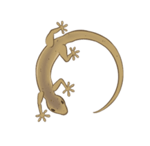 Little House Gecko sticker #14404840