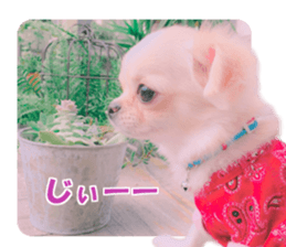 KIRAKIRA three sisters sticker #14404971