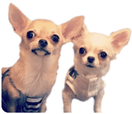 KIRAKIRA three sisters sticker #14404973