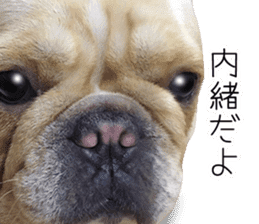 Hana-chan of French bulldog sticker #14405854