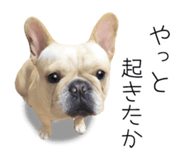 Hana-chan of French bulldog sticker #14405855