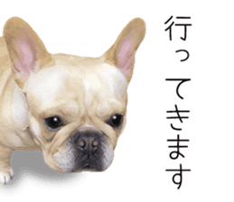 Hana-chan of French bulldog sticker #14405856