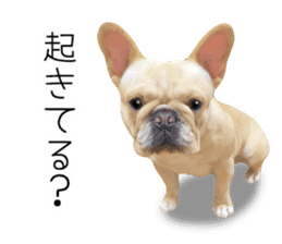 Hana-chan of French bulldog sticker #14405857