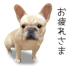 Hana-chan of French bulldog sticker #14405858