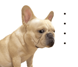 Hana-chan of French bulldog sticker #14405861
