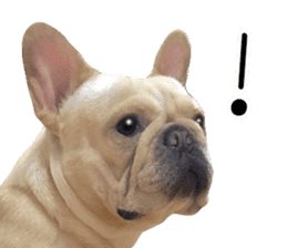 Hana-chan of French bulldog sticker #14405862