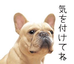 Hana-chan of French bulldog sticker #14405863