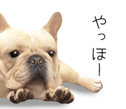Hana-chan of French bulldog sticker #14405867
