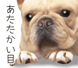 Hana-chan of French bulldog sticker #14405868