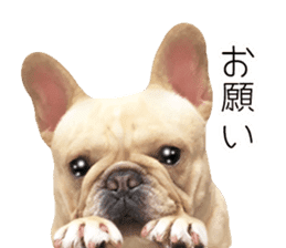 Hana-chan of French bulldog sticker #14405869