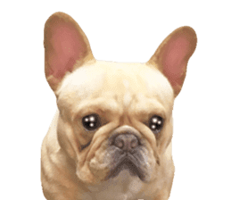 Hana-chan of French bulldog sticker #14405870