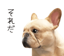 Hana-chan of French bulldog sticker #14405871