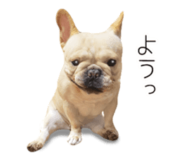 Hana-chan of French bulldog sticker #14405872