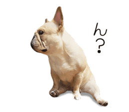 Hana-chan of French bulldog sticker #14405874